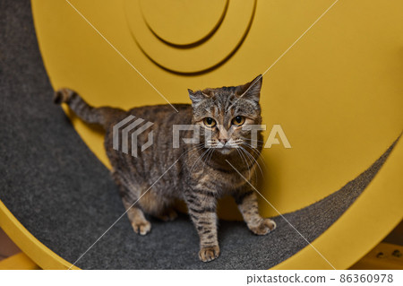 Smoky cat running on exercise wheel. training apparatus. Smoky cat running on exercise wheel. training apparatus. 86360978