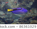 水族館 86361029