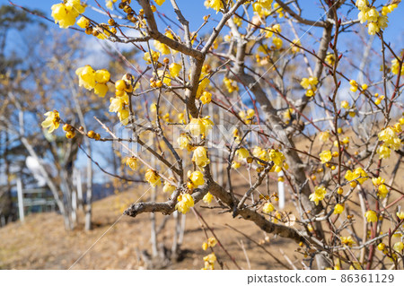 Japanese allspice (the summit of Mt. Hodo) Japanese allspice (the summit of Mt. Hodo) 86361129