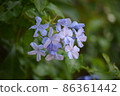 熱帶花卉 86361442