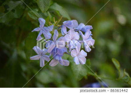 熱帶花卉 熱帶花卉 86361442