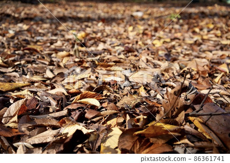 Fallen leaves  86361741