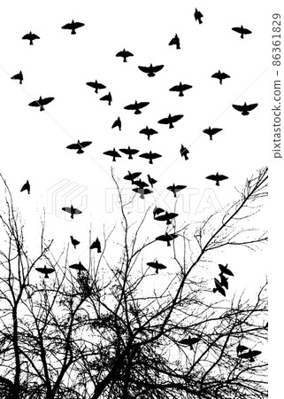 Realistic illustration with silhouettes of three birds - crows or ravens sitting on tree branch without leaves and flying, isolated on white background - vector Realistic illustration with silhouettes of three birds - crows or ravens sitting on tree branch without leaves and flying, isolated on white background - vector 86361829