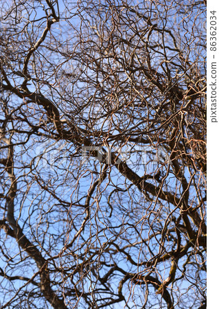 Dragons claw willow Dragons claw willow 86362034
