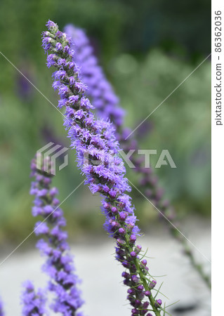Prairie blazing star Prairie blazing star 86362036