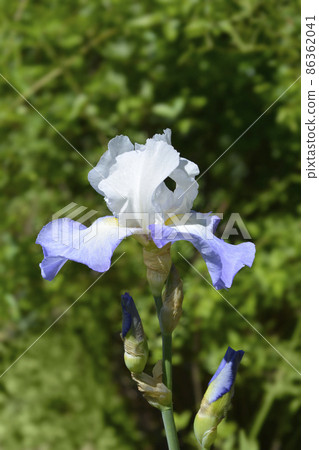 Tall bearded iris Fujis Mantle 86362041