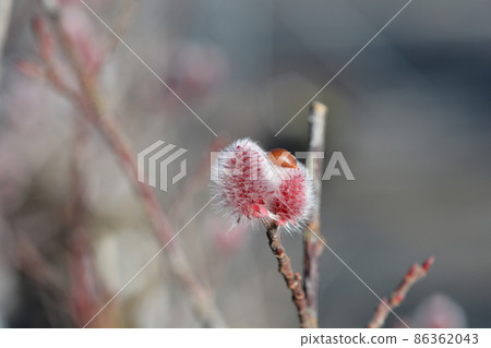 Japanese Pink Pussy Willow Mount Aso Japanese Pink Pussy Willow Mount Aso 86362043