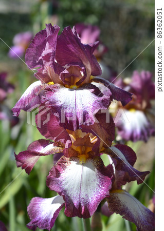 Tall bearded iris Crinoline Tall bearded iris Crinoline 86362051