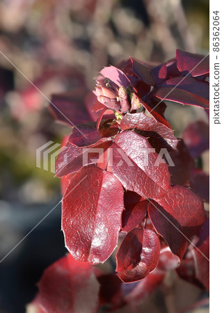 Oregon grape 86362064