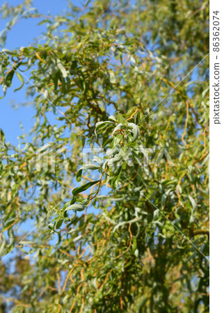 Dragons claw willow Dragons claw willow 86362074