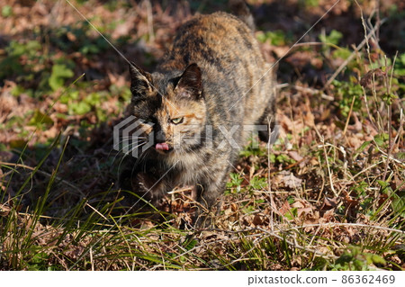 一隻帶著鏽跡的可愛流浪貓,即使在隆冬的寒冷中,也會在陽光下在梅園裡散步 一隻帶著鏽跡的可愛流浪貓,即使在隆冬的寒冷中,也會在陽光下在梅園裡散步 86362469