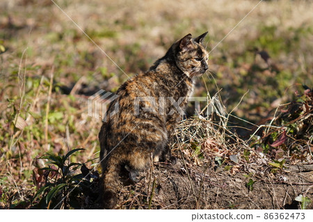 A cute stray cat with a rust pattern that takes a walk in the plum garden in the sunlight even in the cold of midwinter A cute stray cat with a rust pattern that takes a walk in the plum garden in the sunlight even in the cold of midwinter 86362473