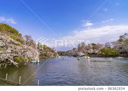 Scenery of Inokashira Park and Boat Pond where cherry blossoms bloom (March 2021) Scenery of Inokashira Park and Boat Pond where cherry blossoms bloom (March 2021) 86362834