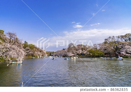 櫻花盛開的井之頭公園和船池風景（2021年3月） 86362835