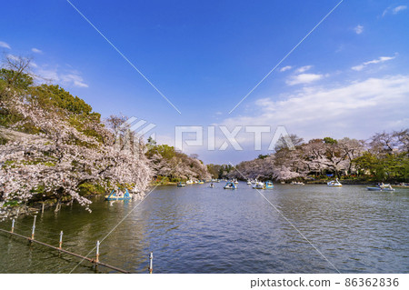 櫻花盛開的井之頭公園和船池風景(2021年3月) 櫻花盛開的井之頭公園和船池風景(2021年3月) 86362836