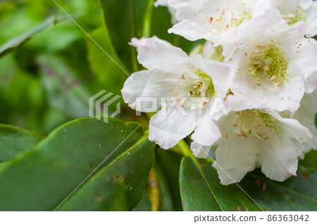 福島縣花 Nemoto Shakunage 86363042