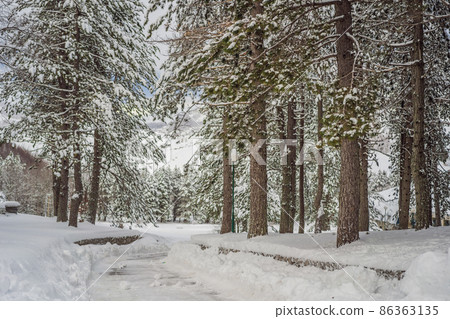 Splendid scenery in winter. Fantastic frosty morning in forest. snow-cowered pine trees under sunlight. Fantastic mountain highland. Amazing winter background. Wonderful Christmas Scene 86363135