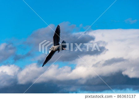 Seagulls fly 86363137