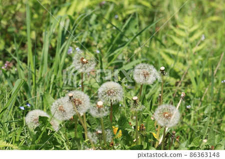Dandelion's fluff Dandelion's fluff 86363148