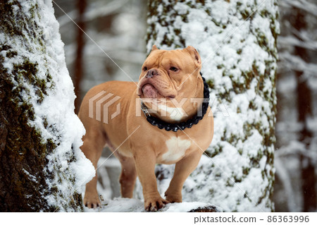 American bully dog playing in the snowy forest, selective focus American bully dog playing in the snowy forest, selective focus 86363996