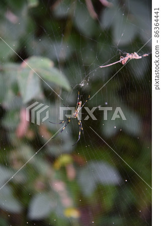 Spider spider spider spider web Spider spider spider spider web 86364441