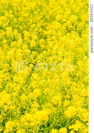 Rapeseed field 86364503