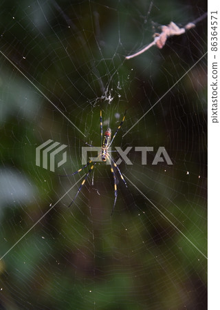 Spider spider spider spider web Spider spider spider spider web 86364571