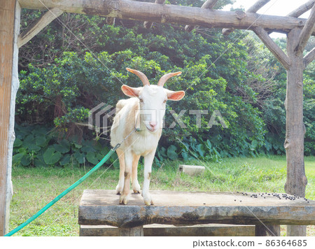 Goat Goat 86364685