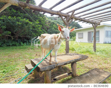 Goat Goat 86364690