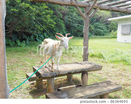 Goat Goat 86364693