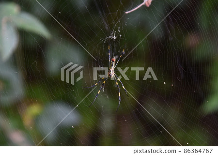 Spider spider spider spider web Spider spider spider spider web 86364767