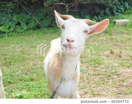 Goat Goat 86364772