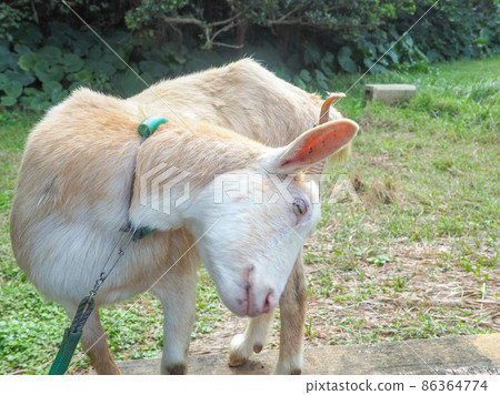 Goat Goat 86364774
