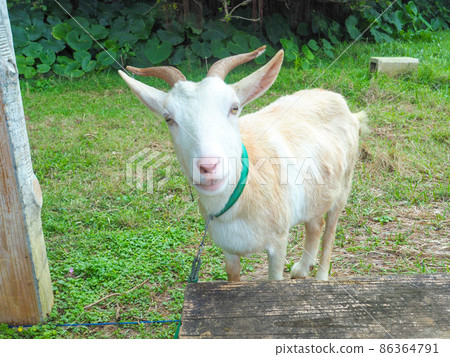 Goat  86364791