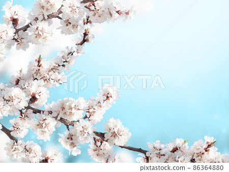 Horizontal banner with sakura flowers of white color on sunny backdrop 86364880