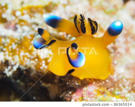 Udafuritsuzaya Umizushi Udafuritsuzaya Umizushi 86365014