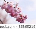 Close-up shot of Edohigan cherry tree in full bloom 86365219