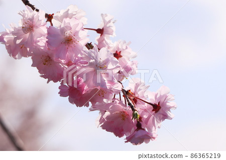 Close-up shot of Edohigan cherry tree in full bloom 86365219