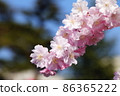 Close-up shot of Edohigan cherry tree in full bloom 86365222