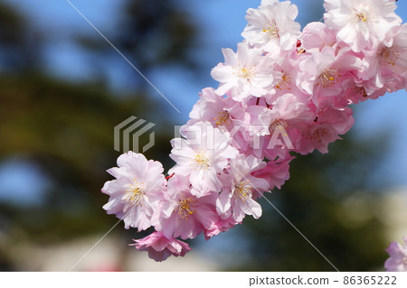 Close-up shot of Edohigan cherry tree in full bloom 86365222