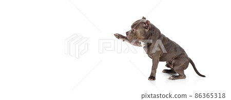 Profile view of chocolate color dog, staffordshire terrier isolated over white studio background. Concept of motion, beauty, fashion, breeds, pets love, animal Profile view of chocolate color dog, staffordshire terrier isolated over white studio background. Concept of motion, beauty, fashion, breeds, pets love, animal 86365318