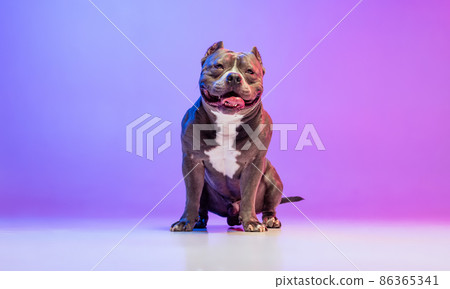Portrait of purebred dog staffordshire terrier posing isolated over studio background in neon gradient pink purple light. Concept of motion, action, pets love, animal 86365341