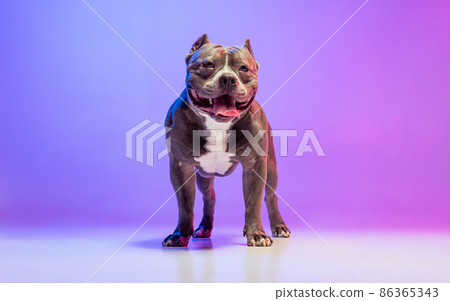 Portrait of purebred dog staffordshire terrier posing isolated over studio background in neon gradient pink purple light. Concept of motion, action, pets love, animal Portrait of purebred dog staffordshire terrier posing isolated over studio background in neon gradient pink purple light. Concept of motion, action, pets love, animal 86365343