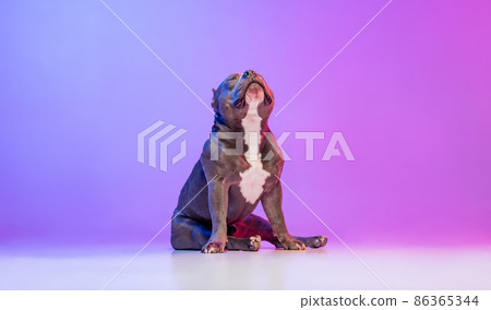 Portrait of purebred dog staffordshire terrier posing isolated over studio background in neon gradient pink purple light. Concept of motion, action, pets love, animal Portrait of purebred dog staffordshire terrier posing isolated over studio background in neon gradient pink purple light. Concept of motion, action, pets love, animal 86365344