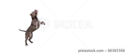 Studio shot of chocolate color dog, staffordshire terrier isolated over white studio background. Concept of motion, beauty, fashion, breeds, pets love, animal Studio shot of chocolate color dog, staffordshire terrier isolated over white studio background. Concept of motion, beauty, fashion, breeds, pets love, animal 86365366