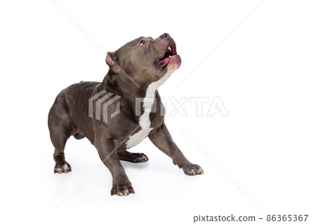 Studio shot of chocolate color dog, staffordshire terrier isolated over white studio background. Concept of motion, beauty, fashion, breeds, pets love, animal Studio shot of chocolate color dog, staffordshire terrier isolated over white studio background. Concept of motion, beauty, fashion, breeds, pets love, animal 86365367