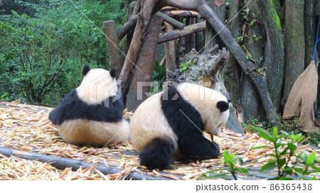 Chengdu Great Bear Cat Breeding Research Base Giant Panda during a meal Chengdu Great Bear Cat Breeding Research Base Giant Panda during a meal 86365438