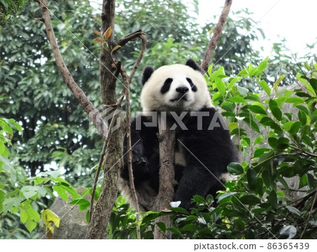 成都大熊貓繁育研究基地爬樹熊貓 86365439