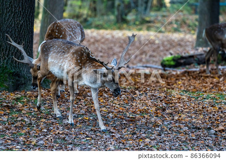 The fallow deer, Dama mesopotamica is a ruminant mammal The fallow deer, Dama mesopotamica is a ruminant mammal 86366094