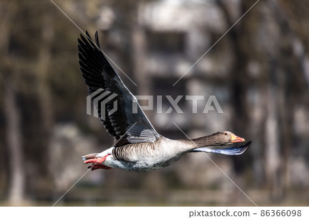 The flying greylag goose, Anser anser is a species of large goose The flying greylag goose, Anser anser is a species of large goose 86366098